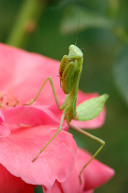 Mantis_0079