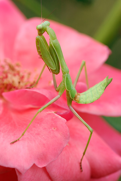 Mantis_0085