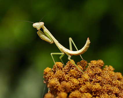 Mantis_6246M