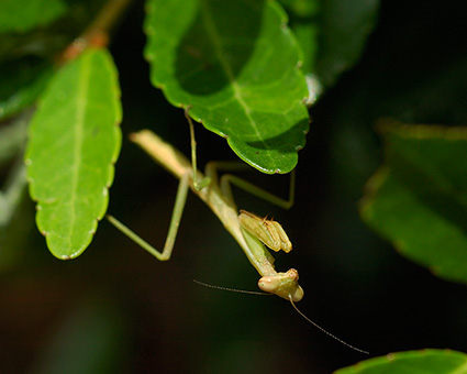 Mantis_6252c_M