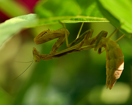 Mantis_X4858M