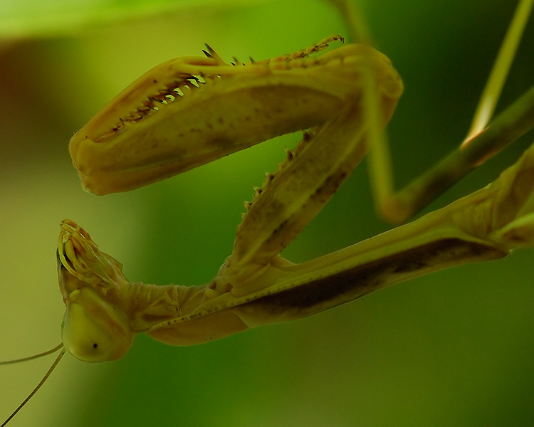 Mantis_X4858c_M