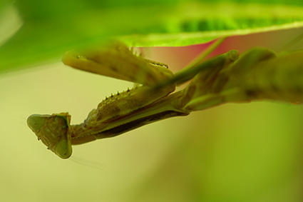 Mantis_X4860