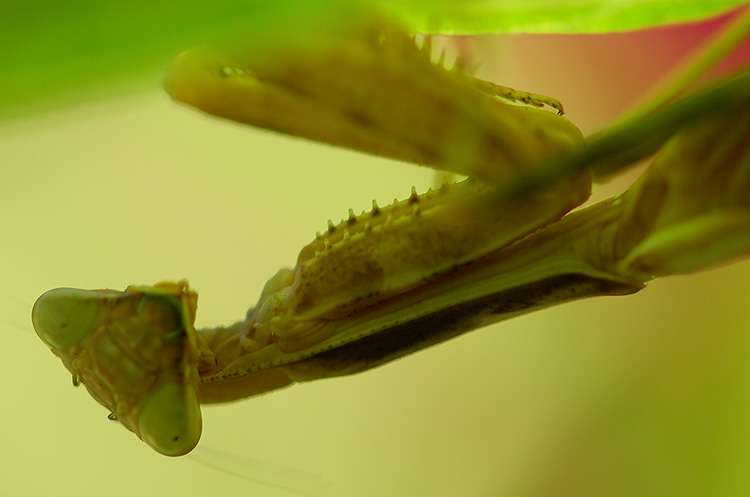 Mantis_X4860c