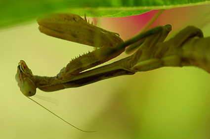 Mantis_X4861