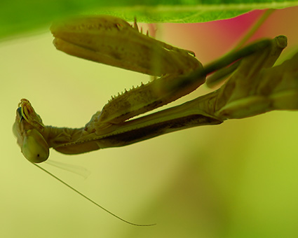 Mantis_X4861M
