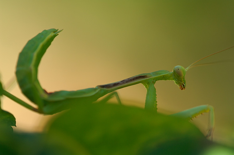 Mantis_X4881