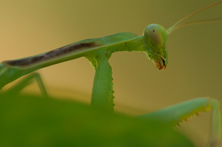 Mantis_X4881c