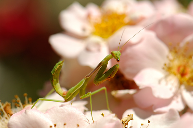 Mantis_X6194