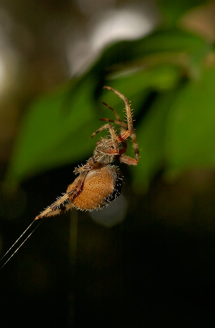 Orbweaver_Spider_1016