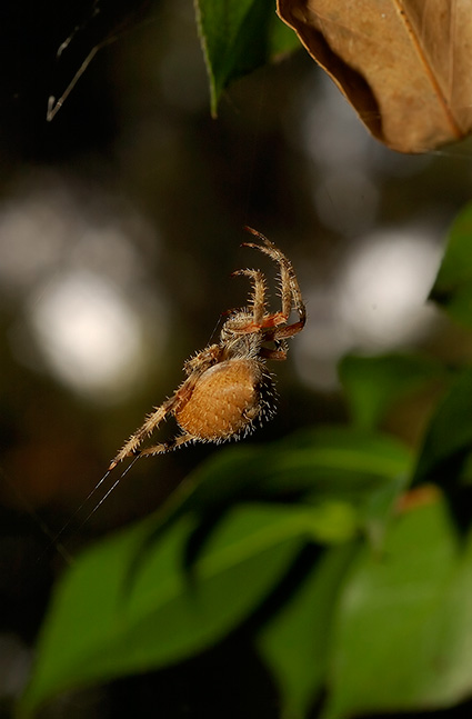 Orbweaver_Spider_1017