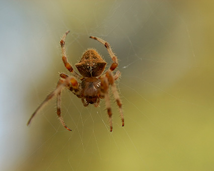 Orbweaver_Spider_2505M