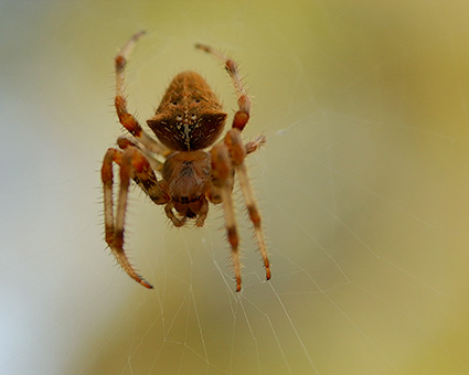 Orbweaver_Spider_2509M