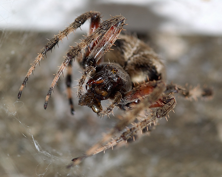 Orbweaver_Spider_withPrey_4104M