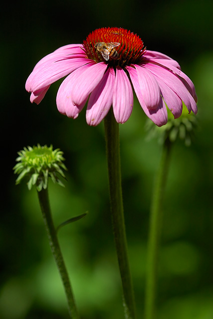 PurpleConeflower_withBee_6997