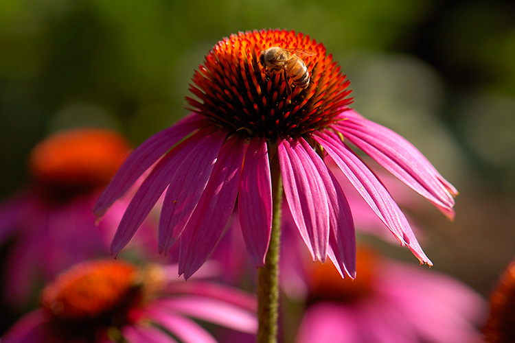 PurpleConeflower_withBee_HS8916