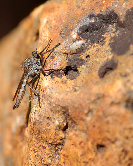 RobberFly_ShadowLake_2356c