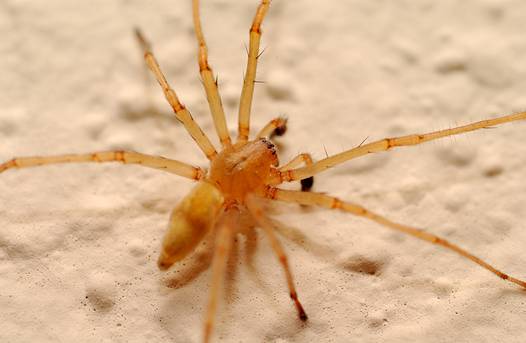 Sac_Spider_0578