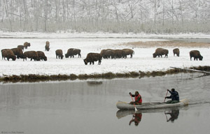 YellowstoneBison_5716
