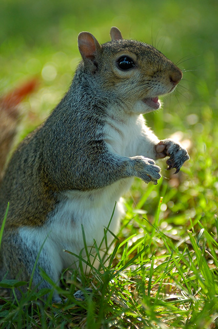 Squirrel_Filibuster_US_Capitol_5162