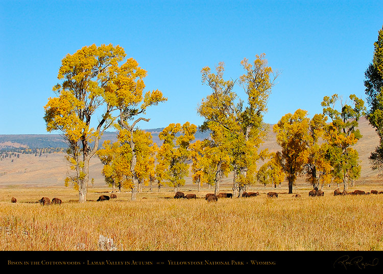 Bison_LamarValley_0509