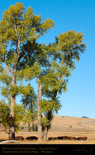 Bison_LamarValley_0511