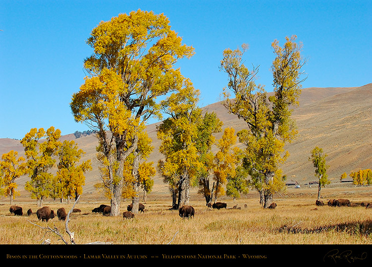 Bison_LamarValley_0521