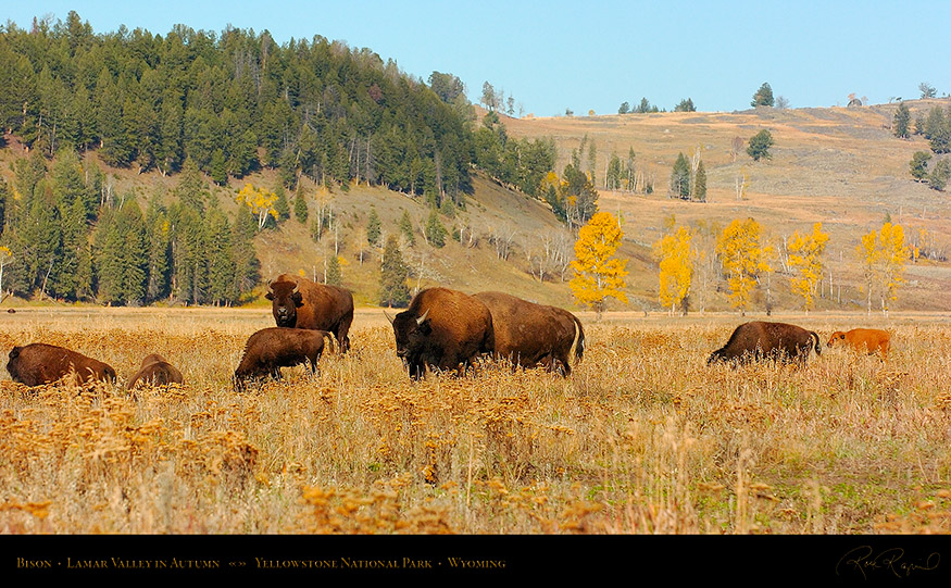 Bison_LamarValley_0707_16x9