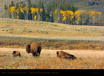 Bison_LamarValley_0711