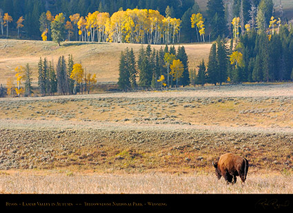 Bison_LamarValley_0716