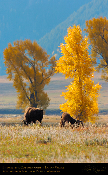Bison_LamarValley_8520