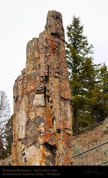 PetrifiedRedwood_TowerJunction_6023
