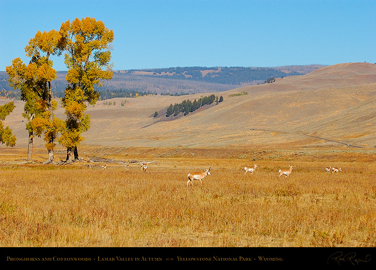 Pronghorns_LamarValley_0548