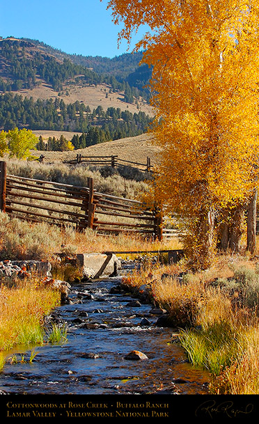 RoseCreek_Cottonwoods_LamarValley_0498