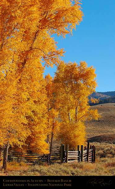 RoseCreek_Cottonwoods_LamarValley_0499