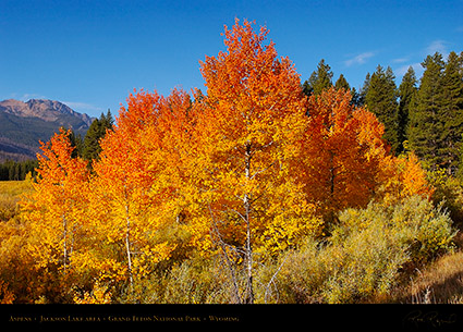 Aspens_JacksonLake_GrandTetons_1000