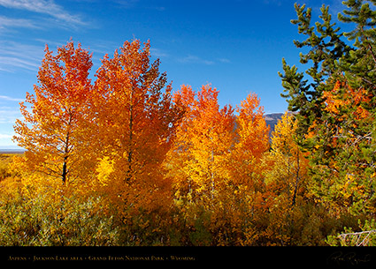 Aspens_JacksonLake_GrandTetons_1007