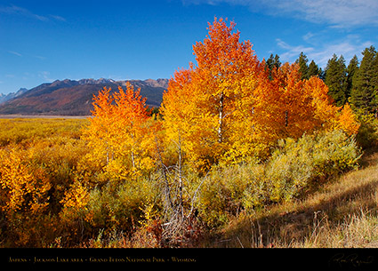 Aspens_JacksonLake_GrandTetons_1008