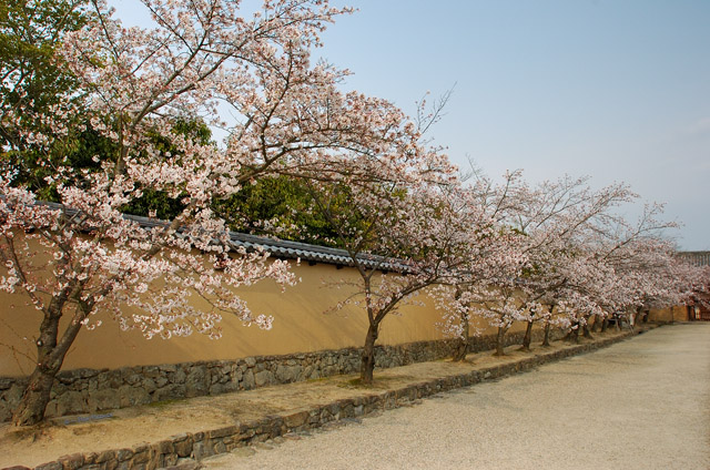 Horyuji_Sakura_9999