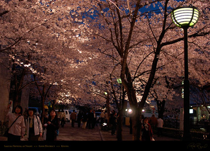 Gion_Sakura_Night_9342