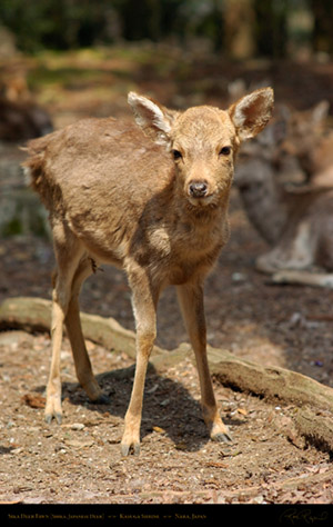 Kasuga_Shrine_Fawn_9880