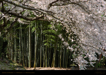 Korakuen_Bamboo_Sakura_0356