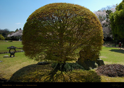 Korakuen_Maple_0384