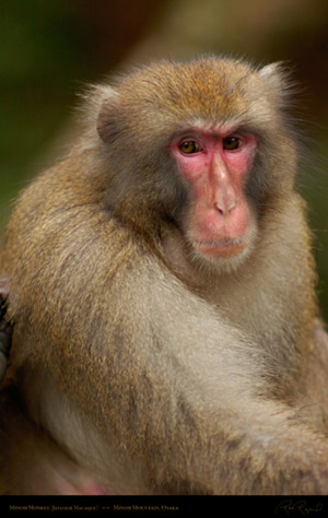 Minoh_Monkey_0152