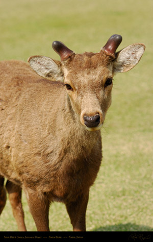 Nara_Park_Deer_9773