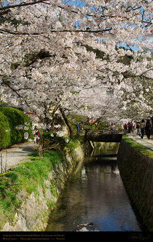 Philosophers_Path_Sakura_9677