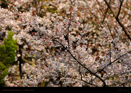 Satsukiyama_Koen_Sakura_0264