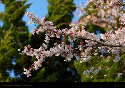 Satsukiyama_Koen_Sakura_0265