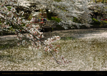 Tsurugaoka_Hachimangu_Sakura_0656