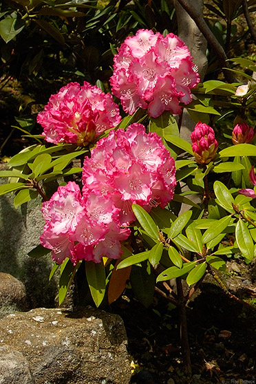 Hasedera_Rhododendron_0719